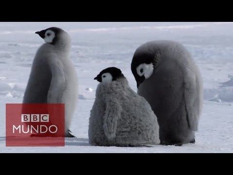 Pingüinos estudiantes prisa