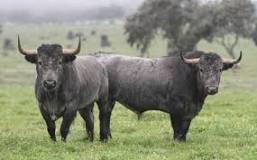 ¿Cuál ha sido la mejor ganaderia de toros de reparo en Méjico?