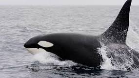 ¿Por qué las orcas no atacan a los humanos?