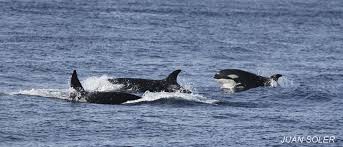 ¿Por qué motivo las orcas no atacan a los humanos?