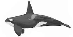 el orcas