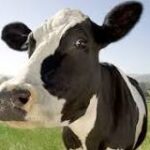 Vacas: Una Mirada al Mundo Animal
