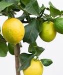 El Limón Imperial: Una Fruta Única