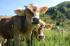 ¿Qué es lo cual comen las vacas?
