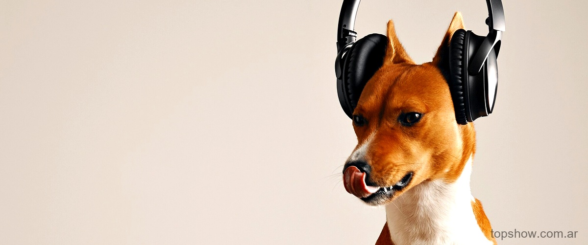 Els Pets en directo: Disfruta de su música y déjate llevar por las emociones