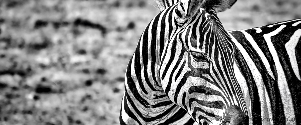 "Puñales y claveles: el lado oscuro de las canciones de Sexy Zebras"